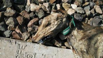 Encuentran 20 perros muertos que fueron atados a la vía para ser arrollados por el tren