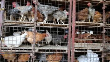 Rusia alerta a la OMS tras detectar el primer contagio de la cepa H5N8 de gripe aviar en humanos