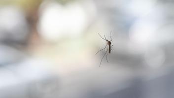Los dos métodos que no funcionan nada contra los mosquitos, según la OCU