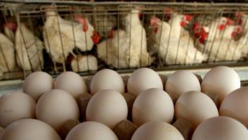 Francia prohibirá los huevos de gallinas enjauladas en 2022