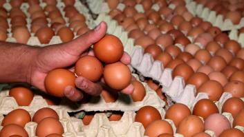 Retirado del mercado un lote de huevo entero líquido por la presencia de salmonella