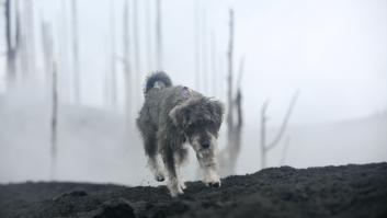 Los animales siguen sufriendo las consecuencias del volcán: 