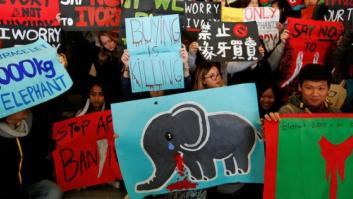 "Un gran día para los elefantes": Hong Kong prohíbe la venta de marfil