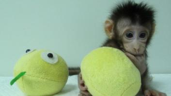 Conoce a Zhong Zhong y Hua Hua, primeros monos clonados como Dolly