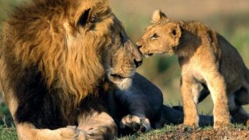 El tuit viral que resume la rabia por el sacrificio de nueve cachorros de león en un zoo