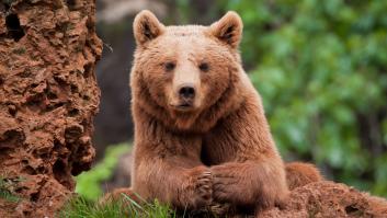 ¿De qué mueren los osos pardos de la cordillera Cantábrica?