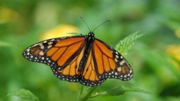 Una modista consigue que una mariposa vuele reconstruyéndole un ala