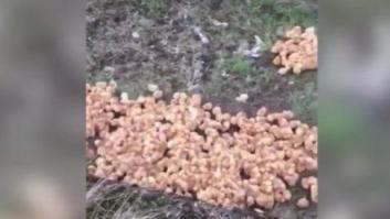 Alguien sin corazón ha dejado abandonados a casi 2.000 pollitos en un campo de Inglaterra