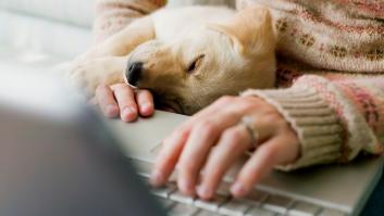 Esta es la web ideal para los amantes de las mascotas