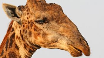 Mueren las tres jirafas de Cabárceno tras incendiarse la cabaña de su recinto
