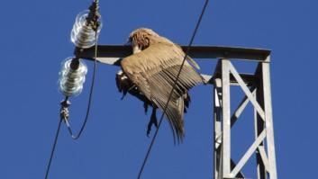 La Fiscalía se querella contra Endesa por las aves muertas en líneas eléctricas