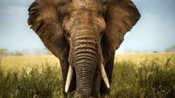 Muere un hombre en Zimbabue aplastado por un elefante con el que quería hacerse un 'selfie'