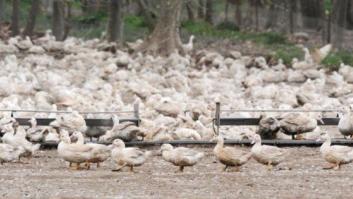 Sacrifican 24.000 patos en Cataluña por un brote de gripe aviar