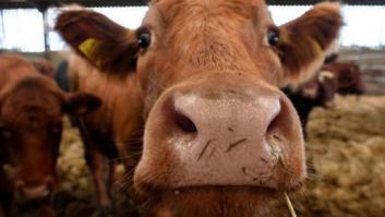 Sanidad confirma la entrada de 367 kilos de carne de vacas enfermas de Polonia