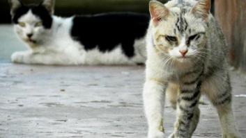 El Ayuntamiento de Cádiz repartirá 40 carnets de "alimentadores de gatos"
