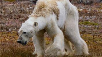 Este oso polar desnutrido muestra el terrible impacto del cambio climático