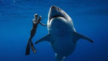 Una bióloga marina acaricia al tiburón blanco más grande del mundo