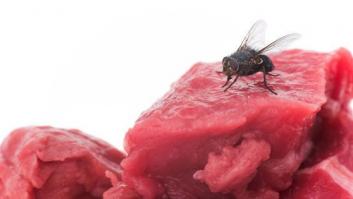 Las moscas transportan muchas más bacterias y enfermedades de las que se creía