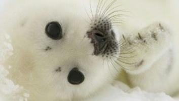 Un pueblo de Canadá pide ayuda tras ser invadido por decenas de focas