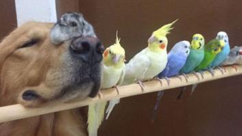 Un golden retriever, ocho pájaros y un hámster: la siesta con amigos es más divertida