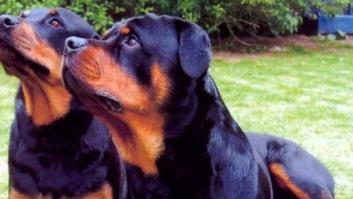 Muere el anciano que fue atacado por tres perros rottweiler en Madrid