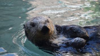 La ciencia pone al frente una especie marina y la señala como responsable de restaurar el ecosistema