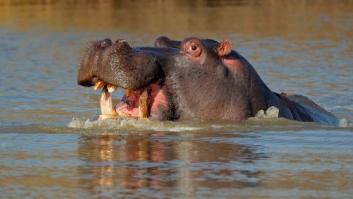 La verdad sobre la 'noticia' viral del pedo del hipopótamo en Cabárceno