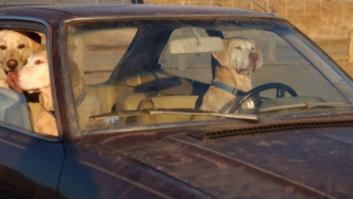 Dos detenidas por dejar a tres perros en un coche, uno muerto por el calor