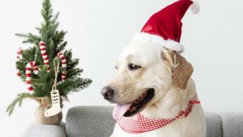 NO, los perros no son un buen regalo de Navidad