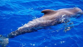 Aparece en una playa de Almería un delfín muerto con el nombre "Juan" grabado en su costado