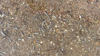 Las terribles imágenes de peces muertos en el Mar Menor se repiten