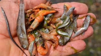 La Guardia Civil investiga la aparición de peces muertos en el Mar Menor