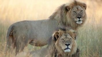 Las autoridades dan por muerto a Jericó, el hermano del león Cecil