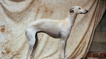 Un fotógrafo británico convierte en arte a los perros de caza abandonados en España