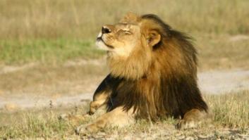 Zimbabue pone límites a la caza mayor tras la muerte del león Cecil