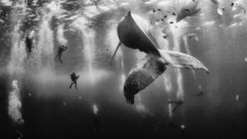 Encantador de ballenas: la foto ganadora del National Geographic Traveler Photo Contest 2015