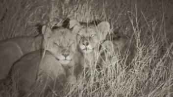 La manada del león Cecil prospera: siete cachorros, tres leonas y un fondo para su conservación (FOTOS)