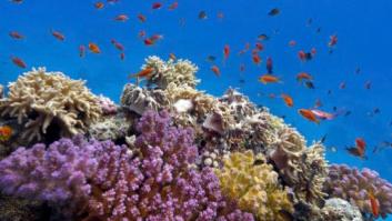 ¿Por qué unas especies se adaptan mejor al calentamiento del océano que otras?
