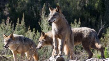 La caza del lobo queda definitivamente prohibida en España
