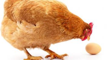 Qué hacen las granjas cuando las gallinas son demasiado mayores para poner huevos