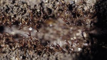Detectan por primera vez en España a la 'hormiga de fuego', que pica a los humanos