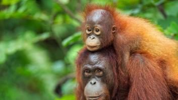 ¿Puede el turismo salvar al orangután de Borneo?