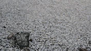 Aparecen millones de peces muertos en el río de Tianjin