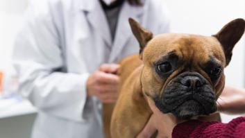 Condenado un veterinario que abusaba sexualmente de perros y se grababa haciéndolo