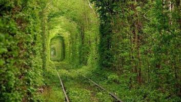 Diez túneles de arboles en los que querrás adentrarte (FOTOS)