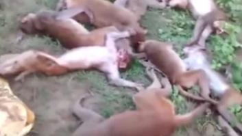 Mueren doce monos a la vez en la India tras sufrir un infarto por el rugido de un tigre