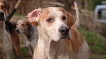 40 perros de caza aparecen envenenados en Guadalajara