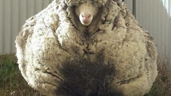 Récord mundial: obtienen 40,5 kilos de lana al esquilar a esta oveja