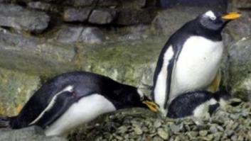 Una pareja de pingüinos macho, papás en el Acuario de Sidney