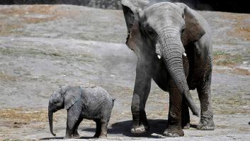 Una historia real: el pequeño elefante que decidió dejarse morir tras perder a su madre